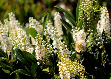 Spring Flowers in White