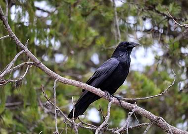 Corvus Attentive East 2