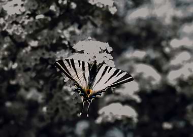 Impressive Butterfly