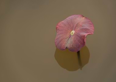 Beautiful lotus leaves