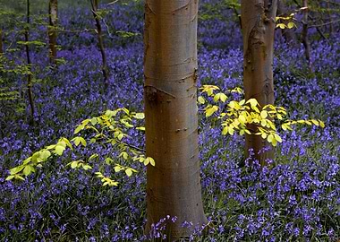 Bluebells Forest