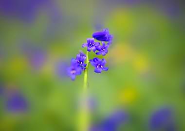 Beautiful Blue Bells
