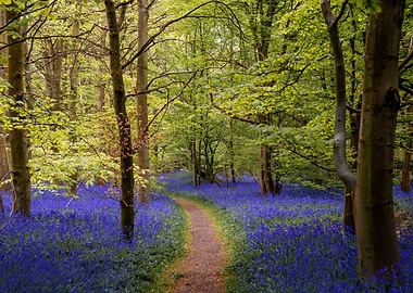 Bluebells Forest