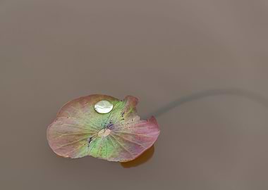Beautiful lotus leaves