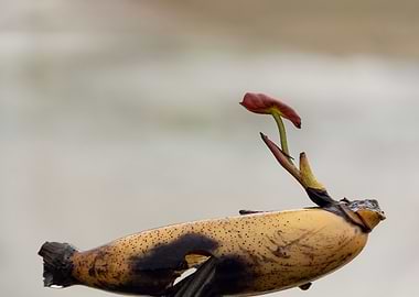 Sprouting lotus root