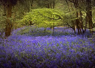 Bluebells Forest