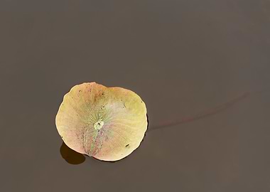 Beautiful lotus leaves