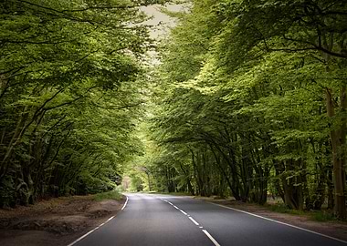 Forest Road