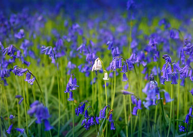 Beautiful Blue Bells
