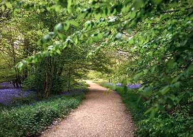 Forest Path