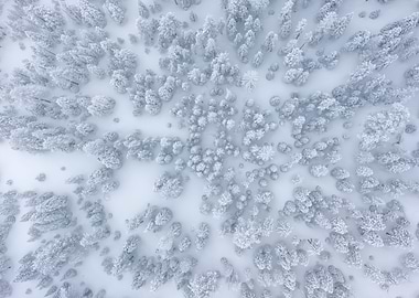 Snowy Forest