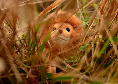 King of the savannah