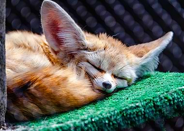Long Ear Fox