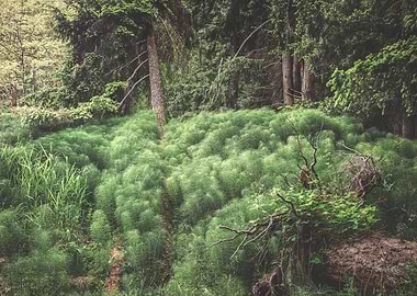 Pillows of horsetails