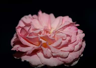 Rose pink flower blossoms