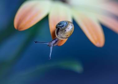 A snail on a flower
