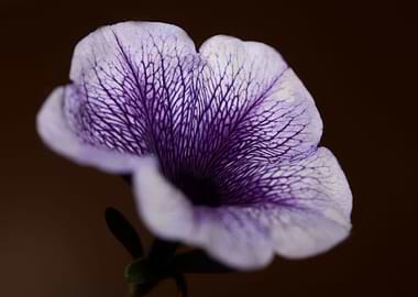 Petunia hybrida blossoming