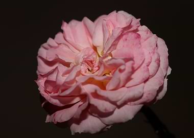 Rose pink flower blossoms