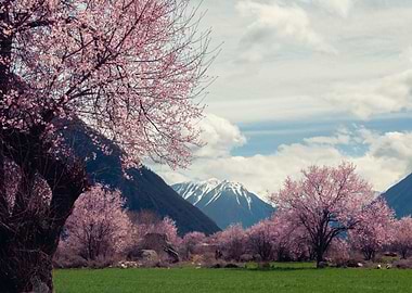 Beautiful Landscape Fuji
