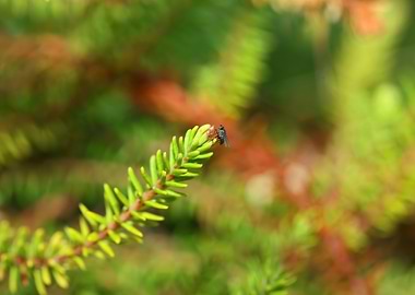 Green erica flower leaves