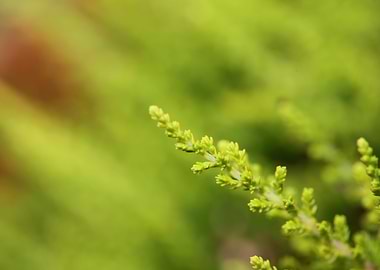 Erica flower blossom macro