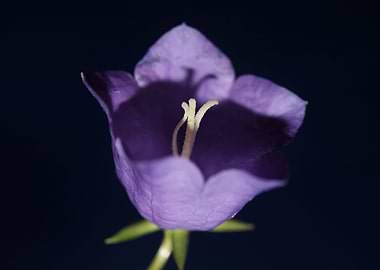 Flower blossoming close up