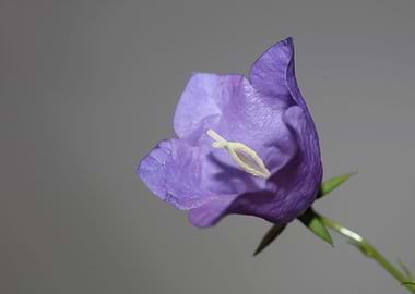 Campanula blossoming macro