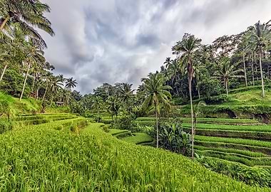 Bali Landscape