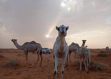 The desert and camels