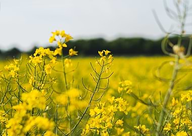 Rapeseed
