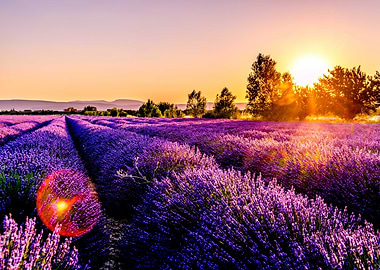 Lavender field sunset