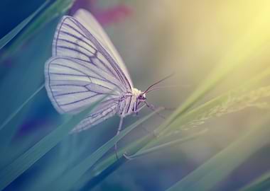 Butterfly macro meadow