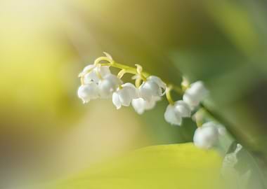 White Lily of the valley