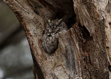 Eastern Screech Owl