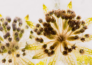 Astrantia in ice 3