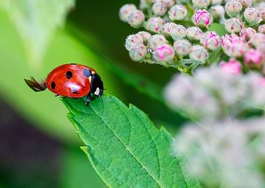 Macro of a ladybug