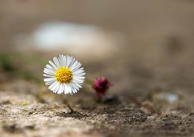 Beautiful flower closeup