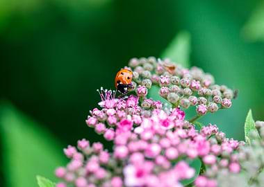 Macro of a ladybug