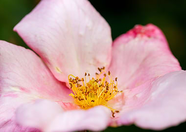 Beautiful flower closeup