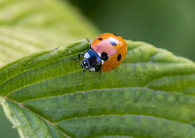 Macro of a ladybug