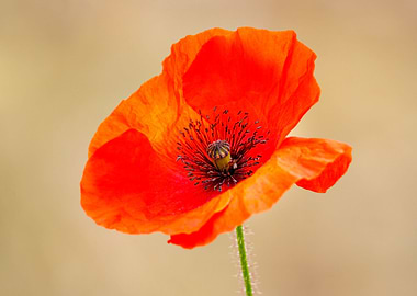 Beautiful flower closeup