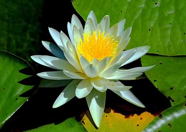 Water Lily