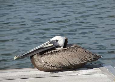 Sitting Pelican