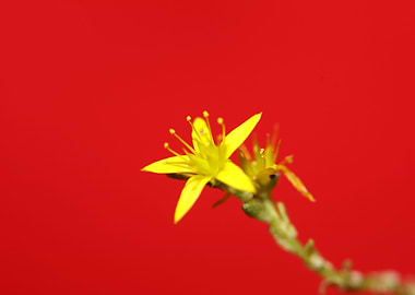 Yellow flower blossoming