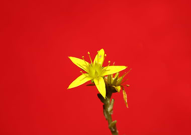Yellow star flower blossom