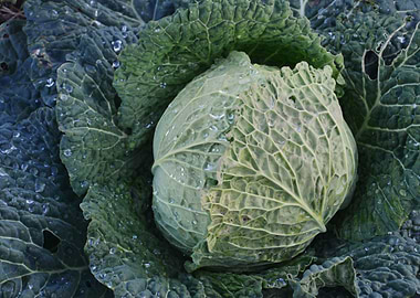 Cabbage patch