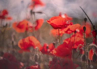 Red field poppy in meadow