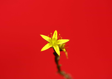 Yellow star flower blossom