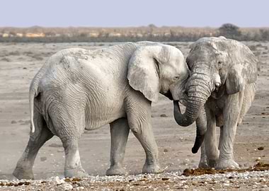 Elephants