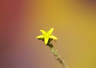 Yellow flower blossoming